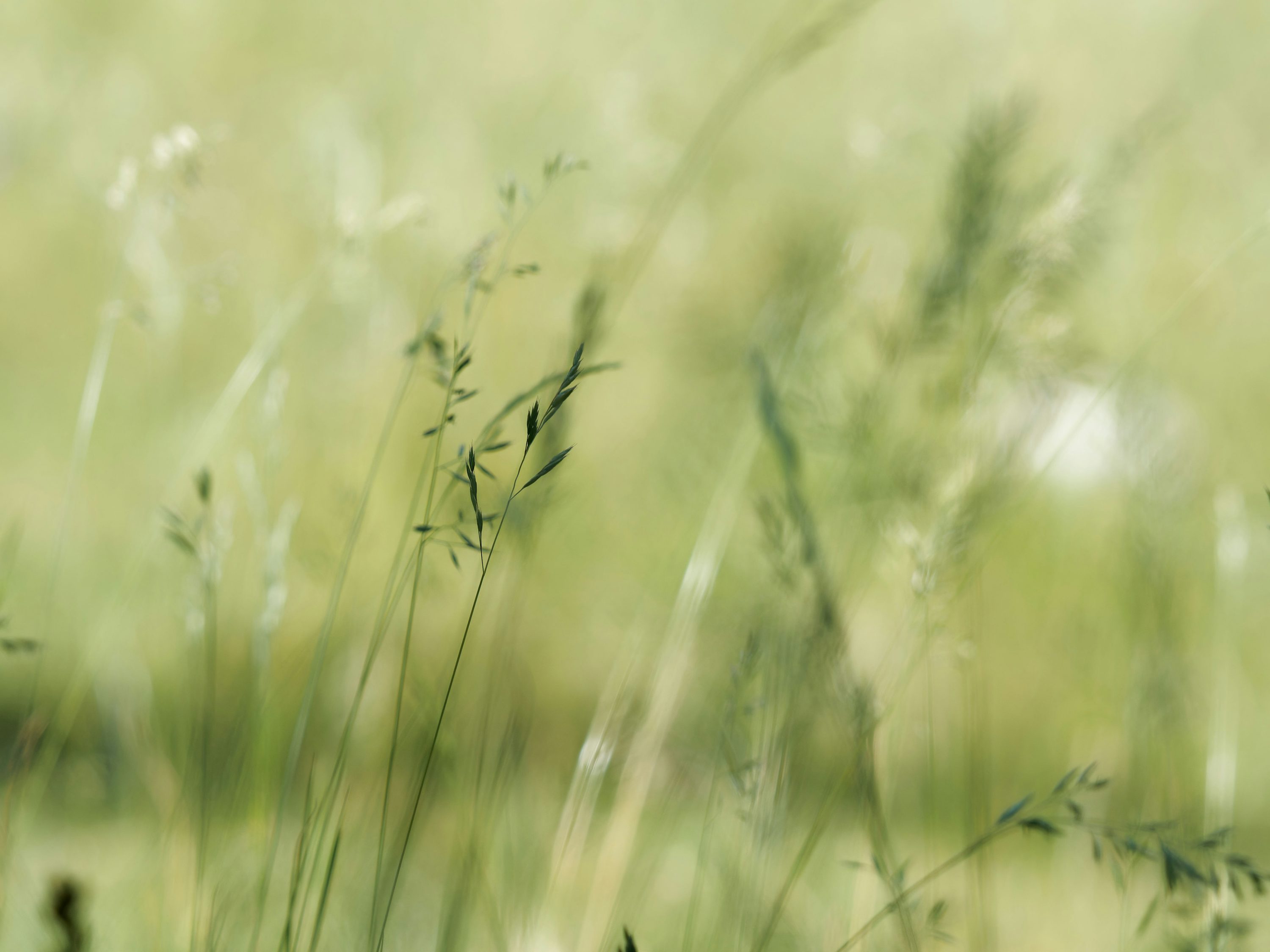 Photo de la nature