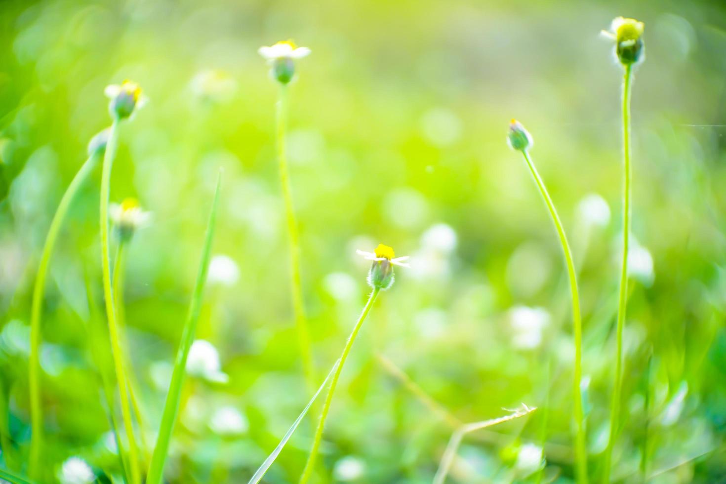 Photo de la nature